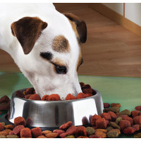 Castron Metalic pentru hranire animale de companie - 29cm Castron Metalic pentru hranire animale de companie - 29cm